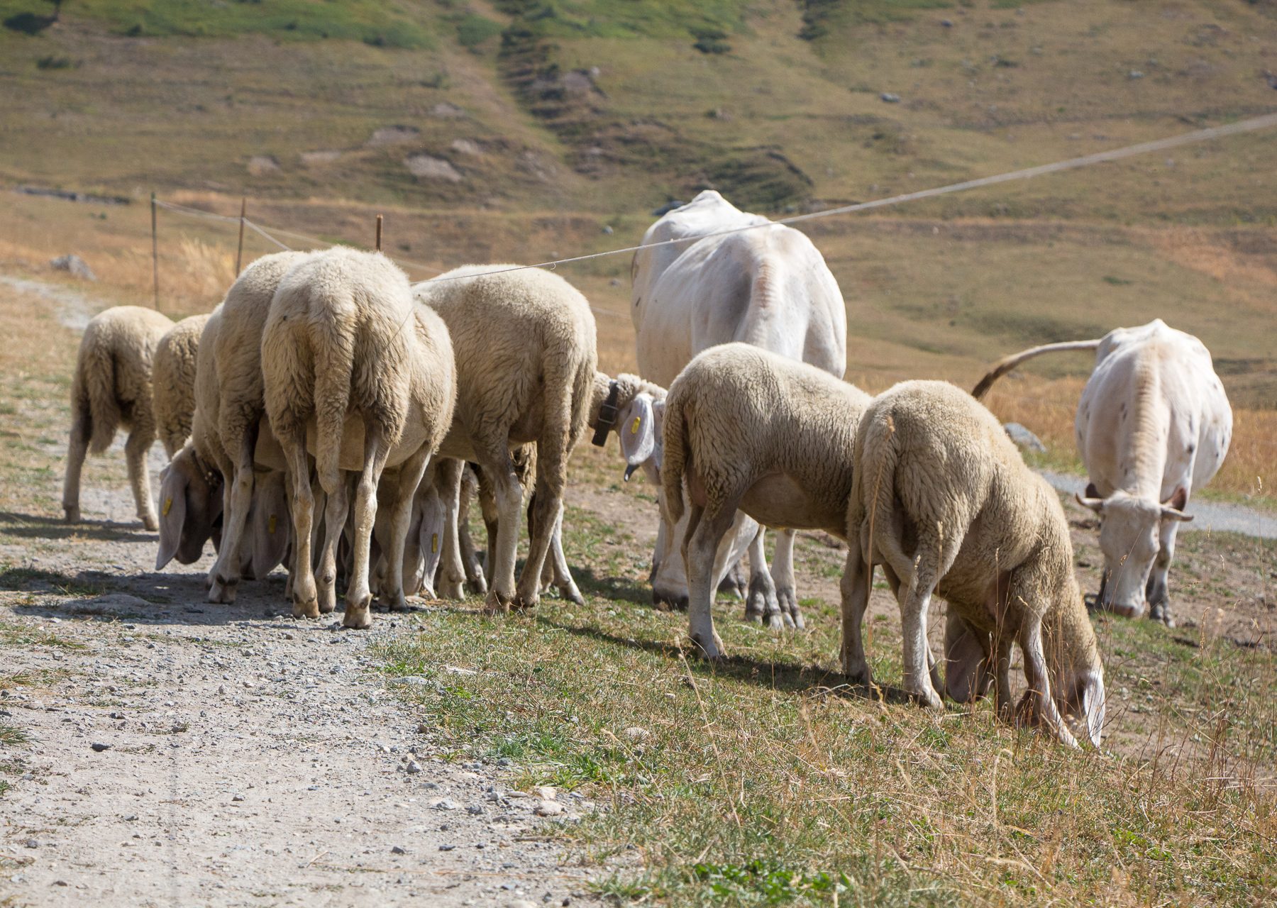Sheep at Pian dell'Alpe, Usseaux, 2017