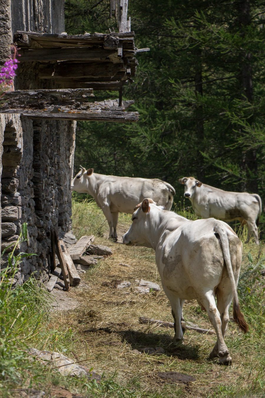 Cattle wandering the abandoned village of Rif, 2018