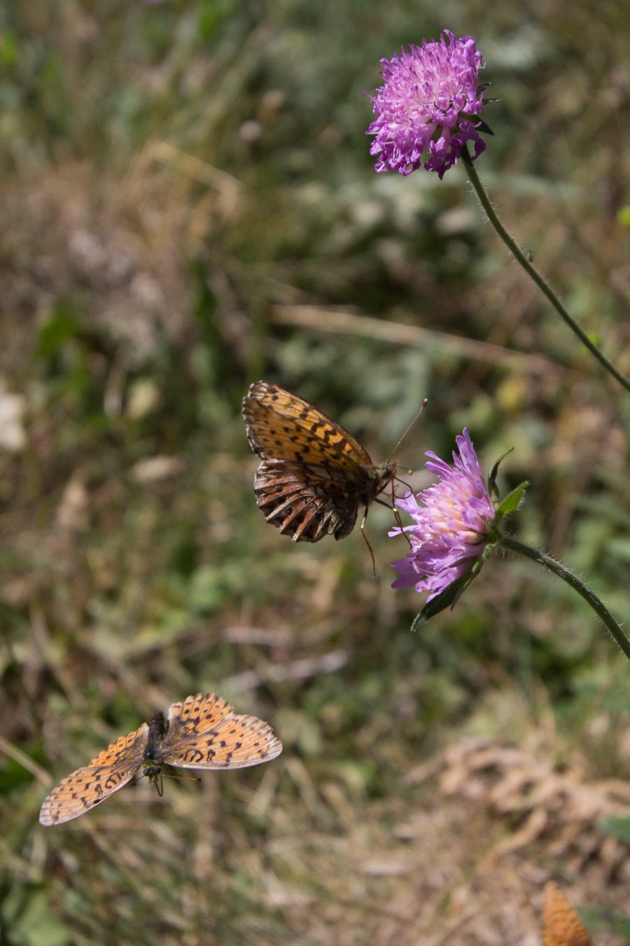 Butterflies, 2016