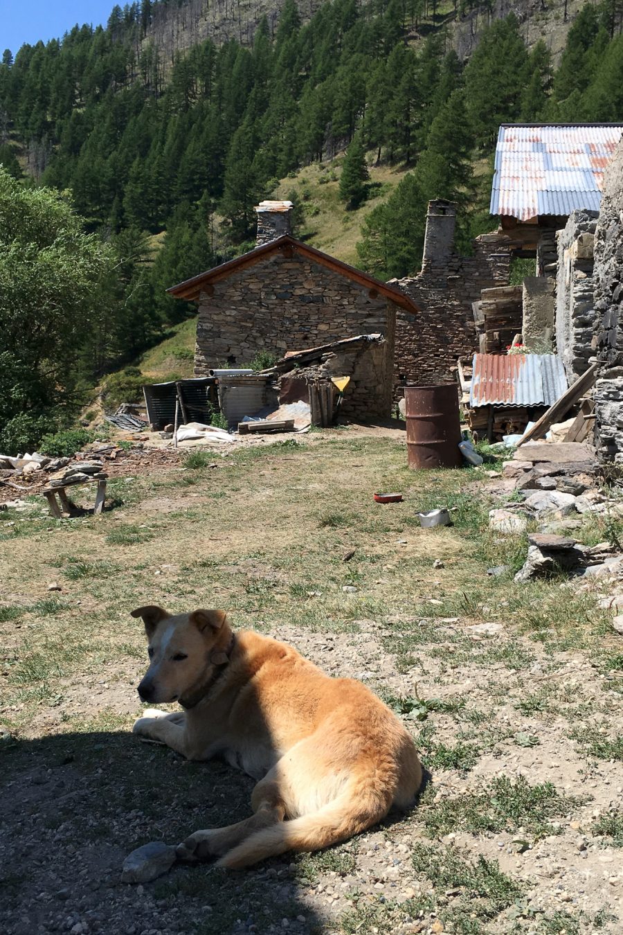 Dog watching in front of the houses of Faussimagna, 2017