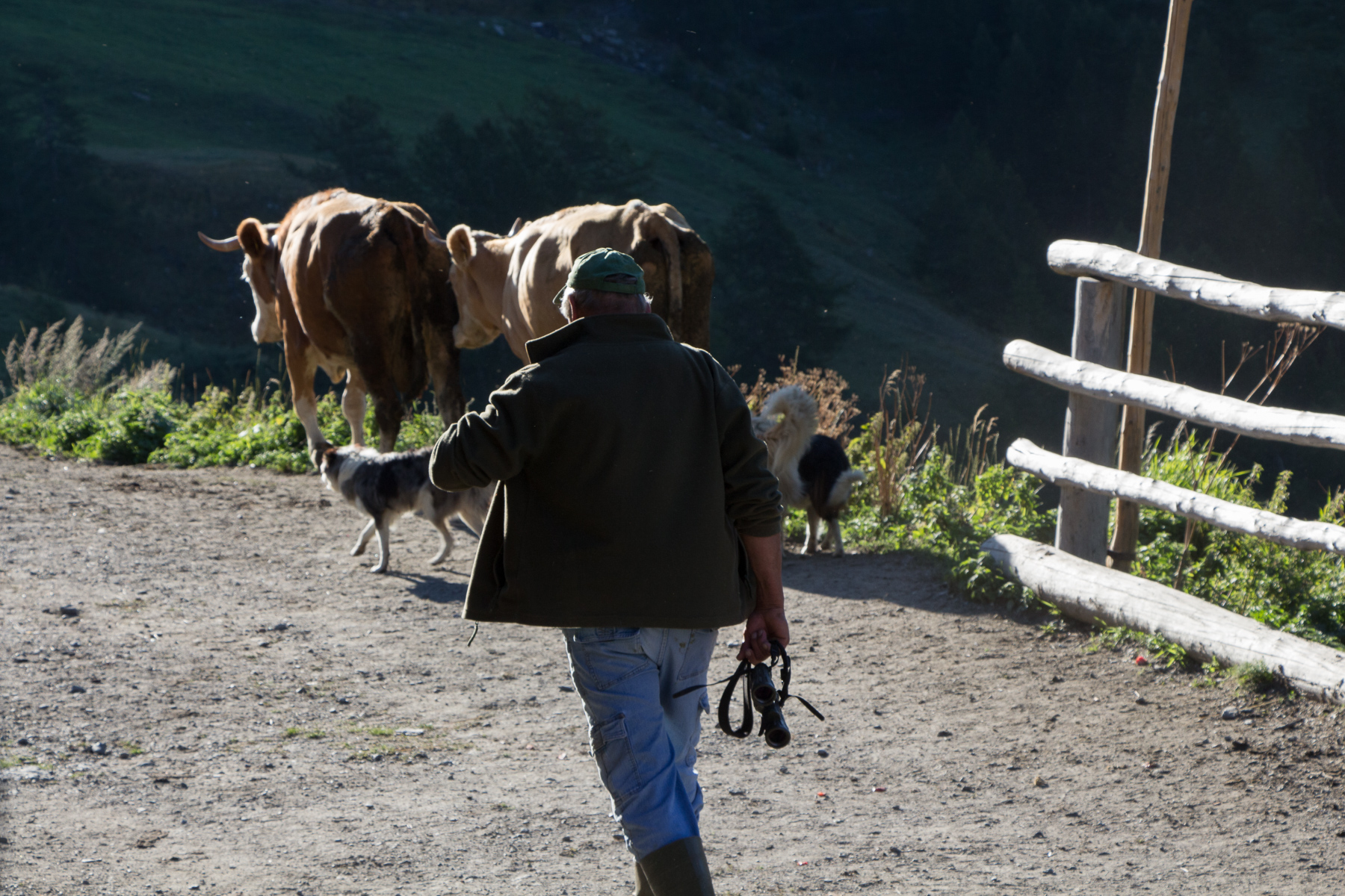 Going out with the cattle, Valle Argentera, 2018